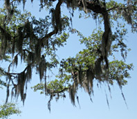 Spanish moss